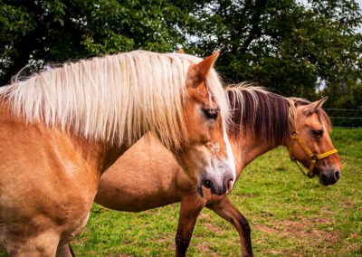 2 Pferde, tiergestützte therapie, tiergestützte therapie für Autismus, therapie mit Tieren, tiergestütze Therapie für Heilpädagogik